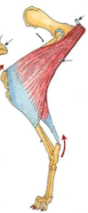 <p>what muscle is shown here</p>