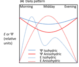 <p>Isohydric vs anisohydric species?</p>