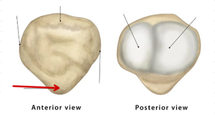 <p>Patella</p>