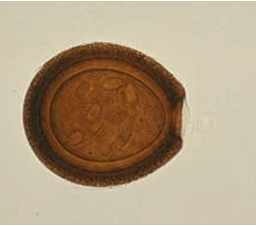 <p><span>horses and donkeys</span></p>