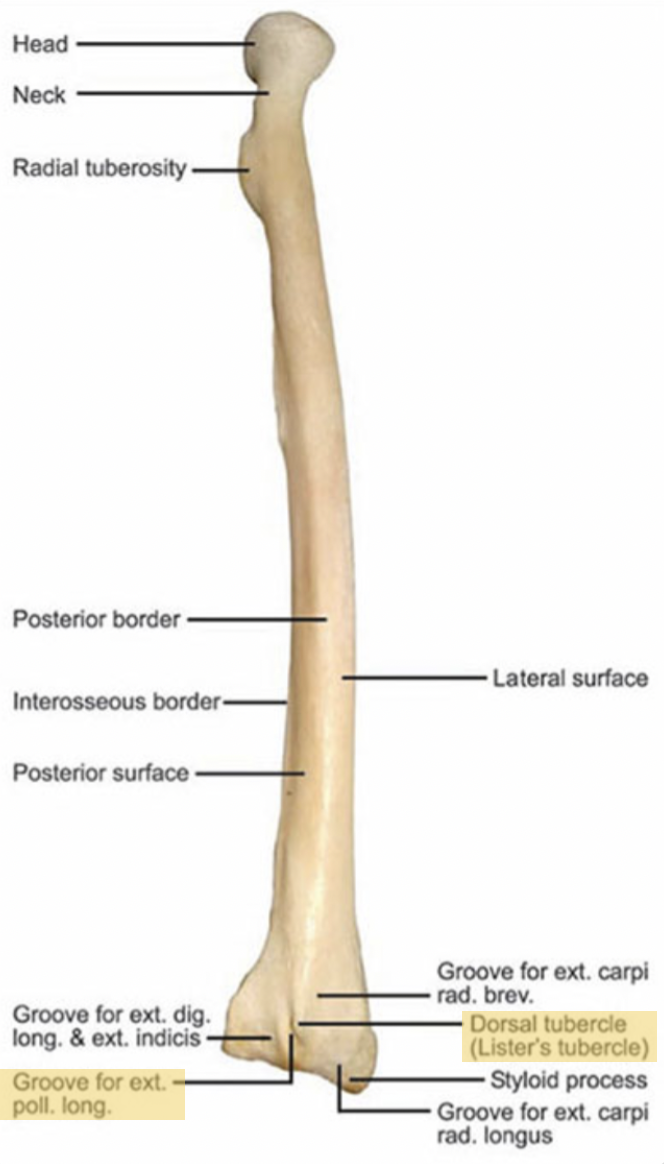 <p><span>A bony prominence on the distal posterior radius that acts as a pulley for the tendon of <strong>extensor pollicis longus</strong>.</span></p>