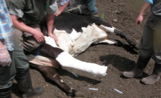 <p>- Fractures below the hock respond well to casting for 5-6 weeks to stabilise joints above and below, incorporate fetotomy wire in the cast to facilitate its removal</p><p>- Upper limb fractures difficult to address</p>