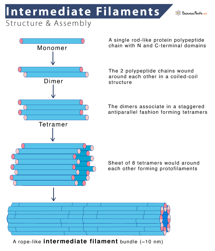 <p>Structure: fibrous proteins coiled into cables, </p><p>Protein: keratin and fibrous ones </p><p>Diameter: middle</p><p>Functions: anchorage of nucleus, formation of nuclear lamina, strength, permanent structure, mainly involved in permanent support and anchoring </p><p>Motor Proteins: none</p><p>No (permanent and stable) </p>