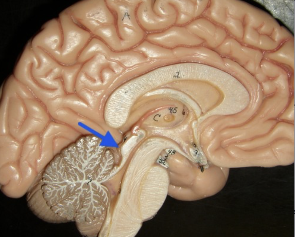 <p>auditory reflex centers of midbrain</p>