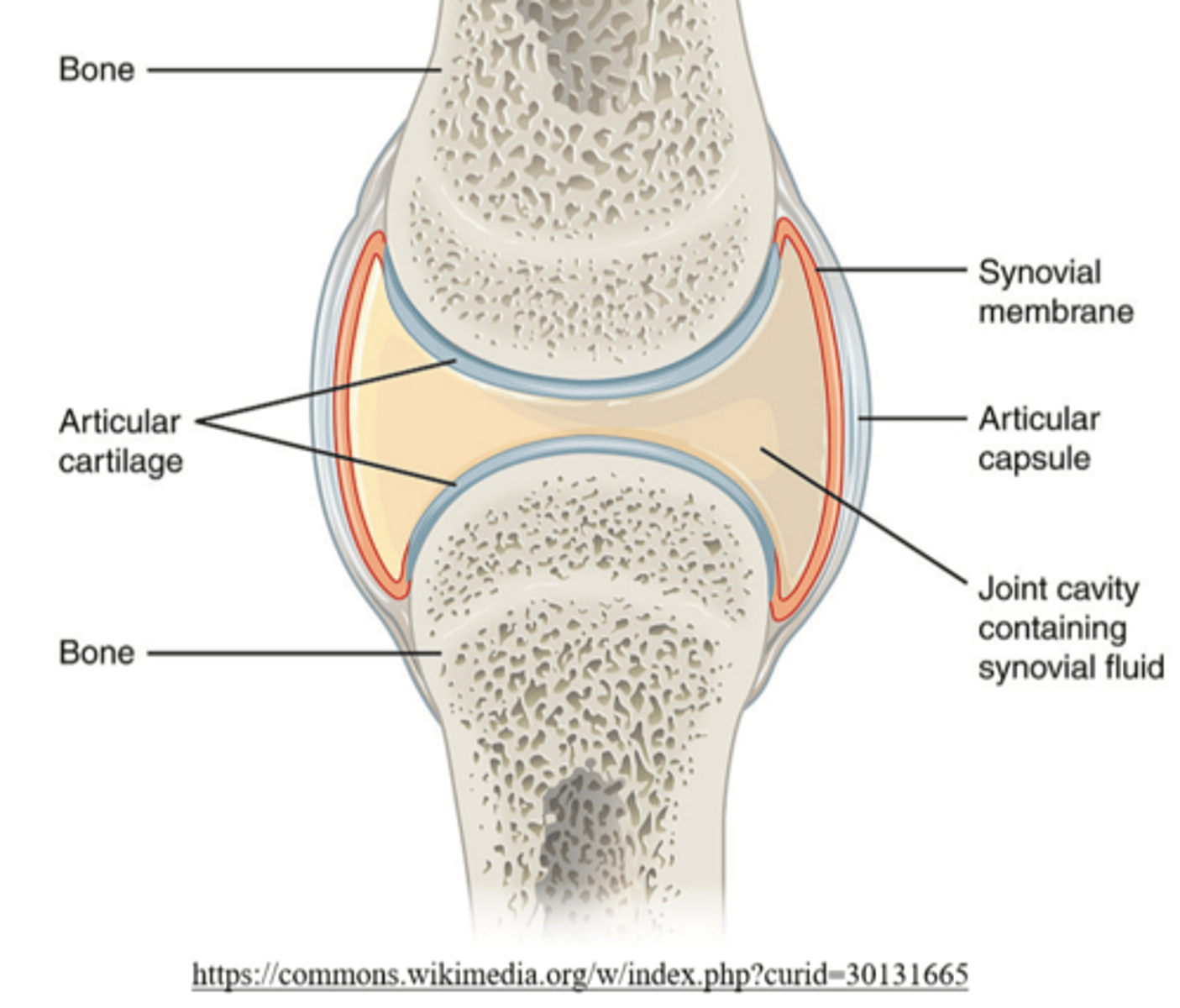 <p>hyaline</p><p>(the articular cartilage found at synovial joints is hyaline cartilage)</p>