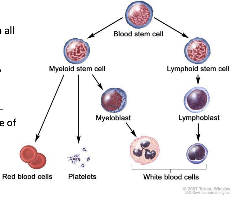 <ul><li><p>Functional attrition of stem cells found in all adult stem cell compartments </p></li><li><p>Haematopoiesis declines with age due to exhausted stem cells.</p></li><li><p><strong>Diminished</strong> production of <strong>immune</strong> <strong>cells</strong>— immuno-senescence.</p></li><li><p><strong>Increased</strong> incidence of <strong>anaemia</strong> and <strong>myeloid</strong> <strong>malignancie</strong></p></li></ul><p></p>