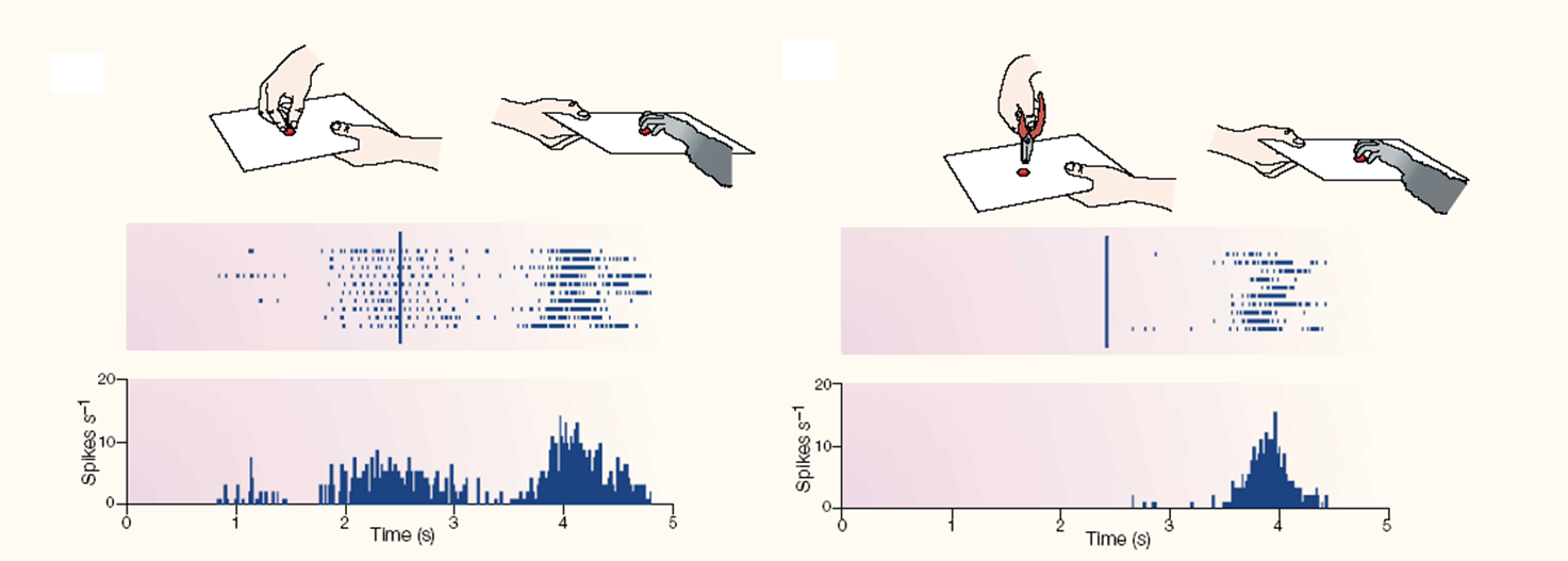 Response to sight and performance of action