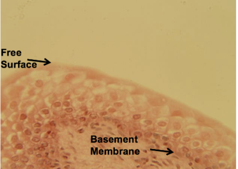 <p>What epithelial tissue is this?</p>