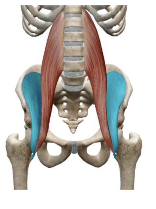 <p>which muscle and action is this</p>