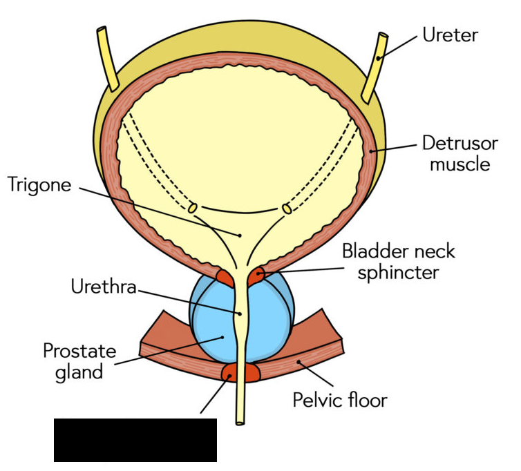 <p><span style="background-color: transparent;">Both males and females have an  ______ _______ _______ located in the urethra that controls the flow of urine.</span></p>