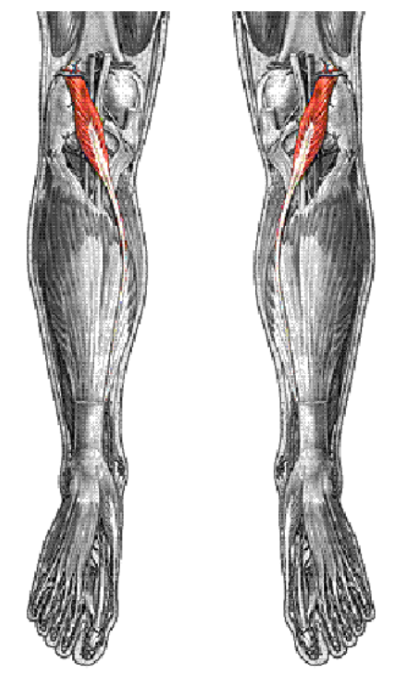 <p><span style="background-color: transparent;">Plantaris</span></p><ul><li><p><span style="background-color: transparent;">Origin: Lateral supracondylar ridge</span></p></li><li><p><span style="background-color: transparent;">Insertion: Calcaneus</span></p></li><li><p><span style="background-color: transparent;">Innervation: Tibial</span></p></li><li><p><span style="background-color: transparent;">Action: Knee flexion &amp; Ankle plantarflexion</span></p></li><li><p><span style="background-color: transparent;">Notes: Posterior to the gastrocnemius&nbsp;</span></p></li></ul><p></p>