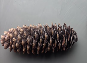 <ul><li><p>Cone structures themselves are <strong>diploid sporophyte tissue</strong></p></li><li><p>Male cones produce microspores</p></li><li><p>Female cones contain ovules → seeds</p></li></ul><p></p>