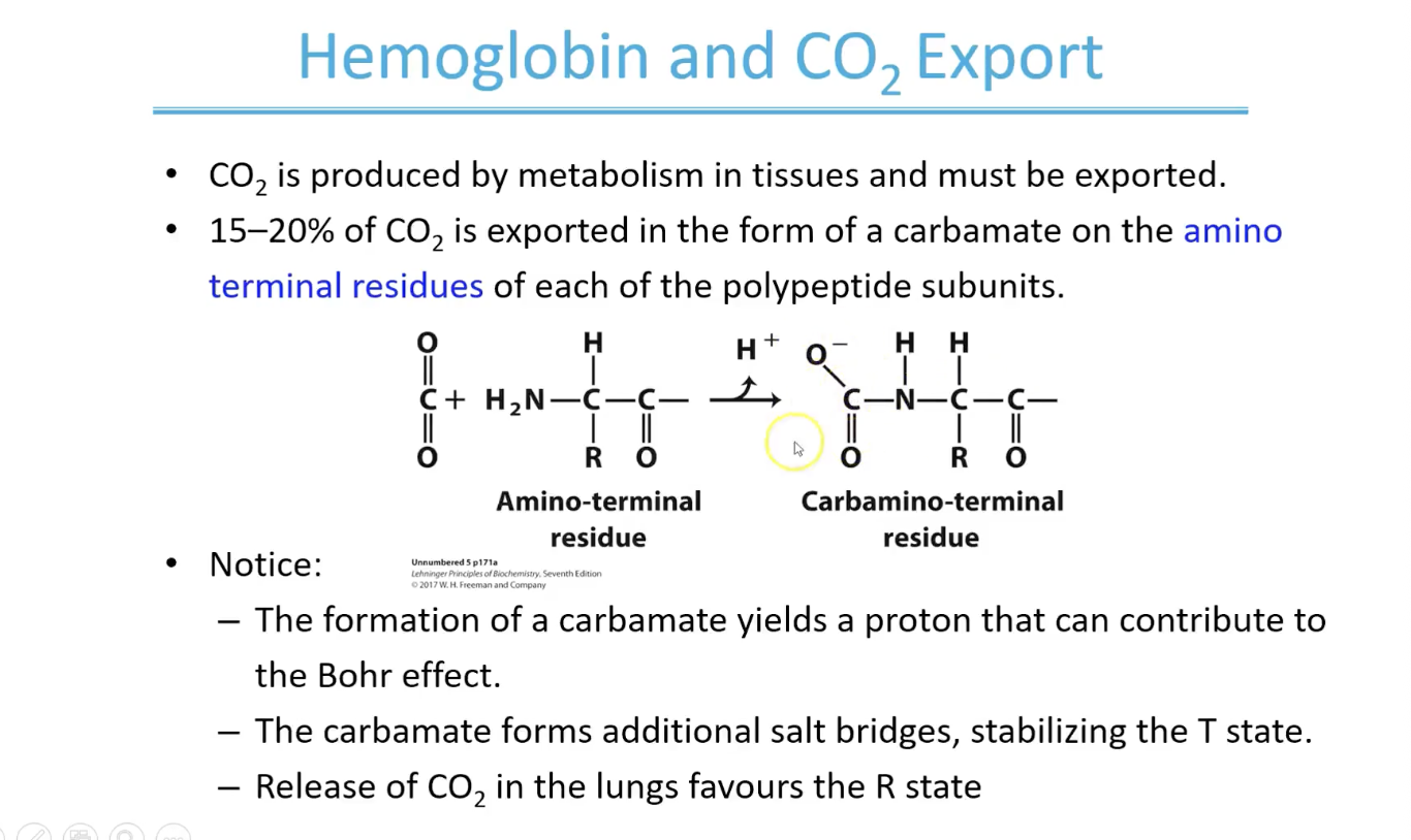<p>The negative carbonate group also helps form additional salt bridges stabilising the T state but when CO2 released - these salt bridges are disrupted and R state is favoured</p>