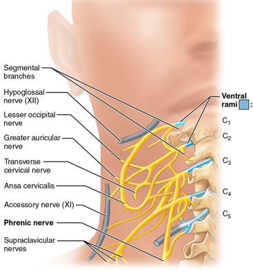 <p>deep to sternocleidomastoid</p>