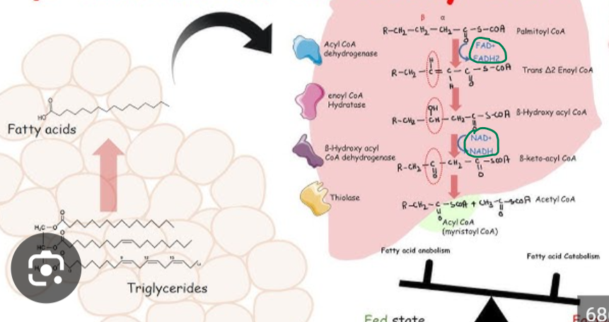 <p>Whhat happens when fatty acids undergo oxidation?</p>