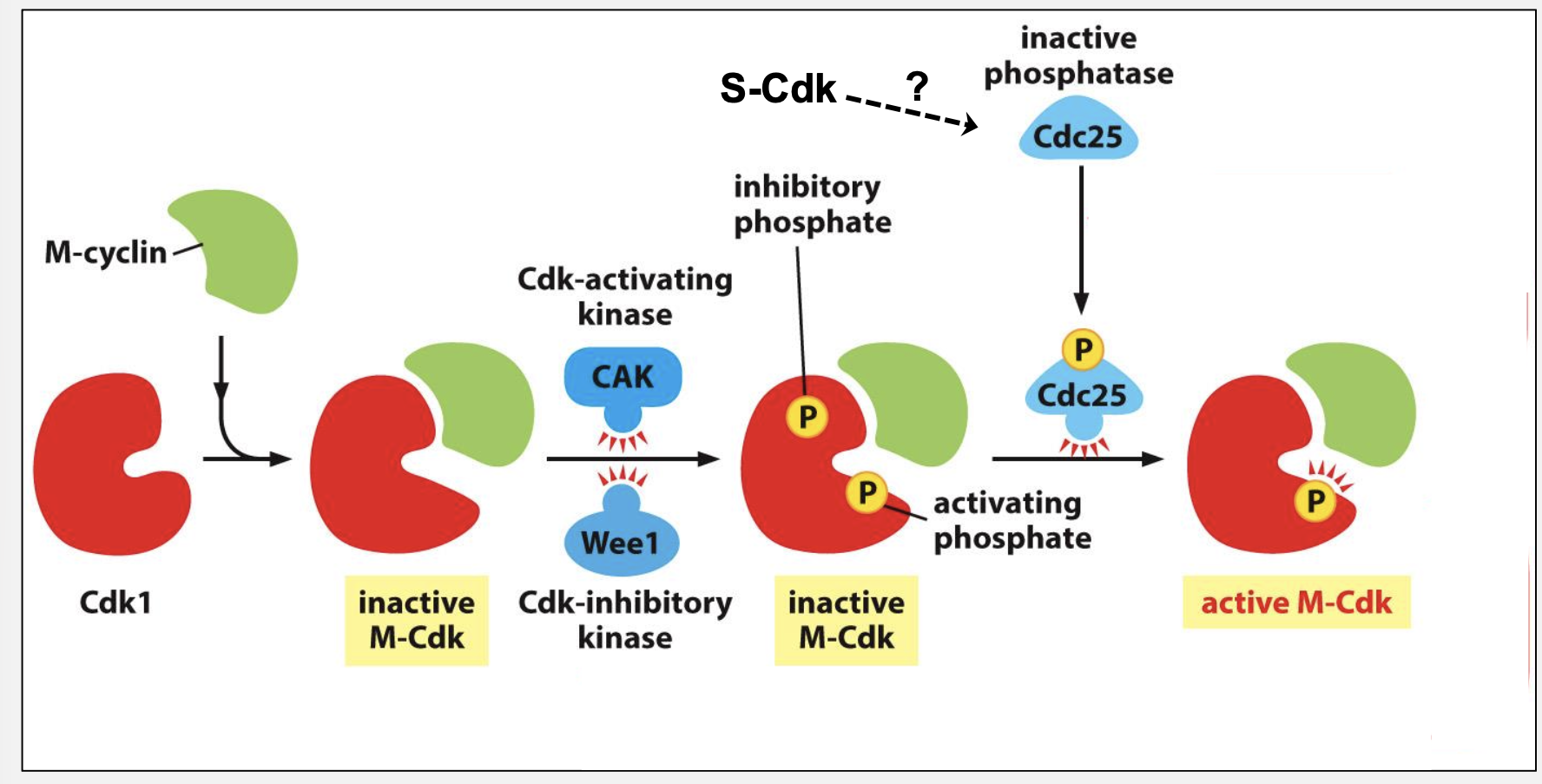 <p>How does positive feedback create a switch‑like entry into mitosis?</p>