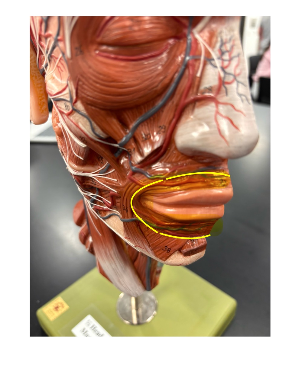 <p>name the muscle and its action</p>