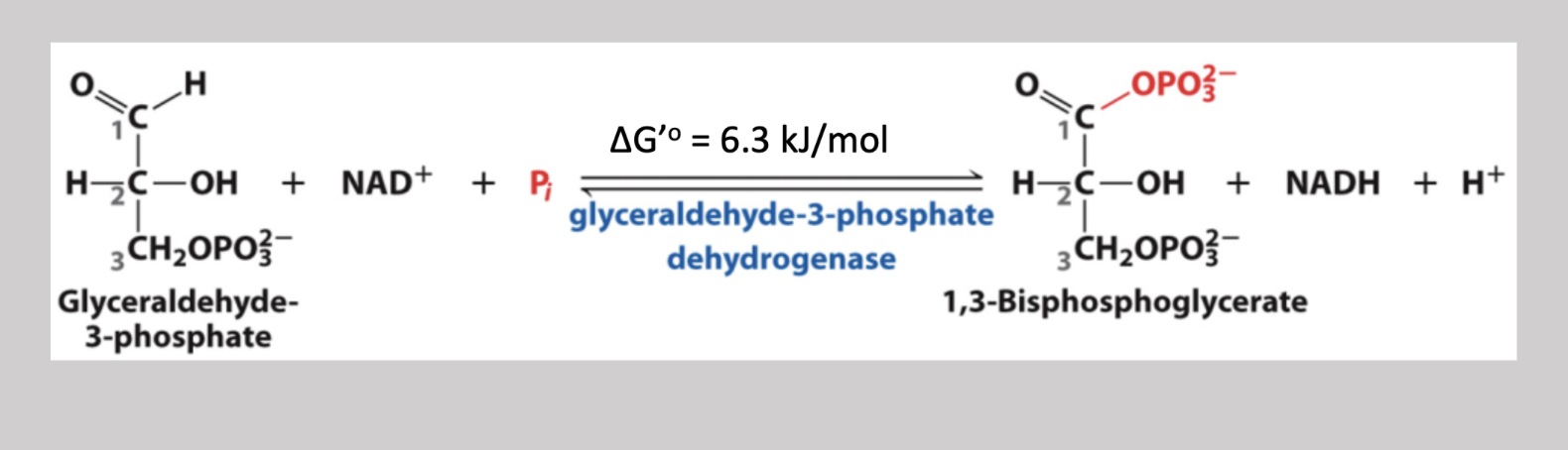 <p>Sixth step reversible pathway that oxidizes and phosphorylates carbon-1, creating 1,3-Biphosphoglycerate, and reduces NAD+ to NADH </p>