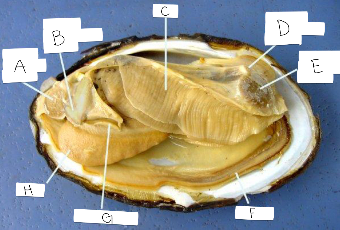 <p>B</p>