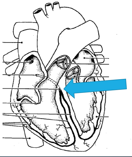 <ul><li><p>connects the atria to the ventricles </p></li></ul><p></p>