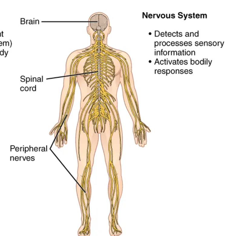 <p>responds to stimuli, coordinates other systems (brain, spinal chord, peripheral nerves)</p>
