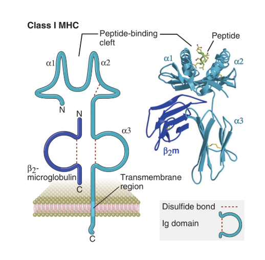 <ol><li><p>MHC proteins bind a restricted number of antigens based on their structure</p></li><li><p>HLA alleles are the most polymorphic genes of a person (humans are 99.9% identical to eachother) </p><ol><li><p>its a 3 domain protein with 3 alpha helixes and beta sheets</p></li></ol></li><li><p>Broad antigen coverage within the population to poulation-level protection</p></li></ol><p></p>