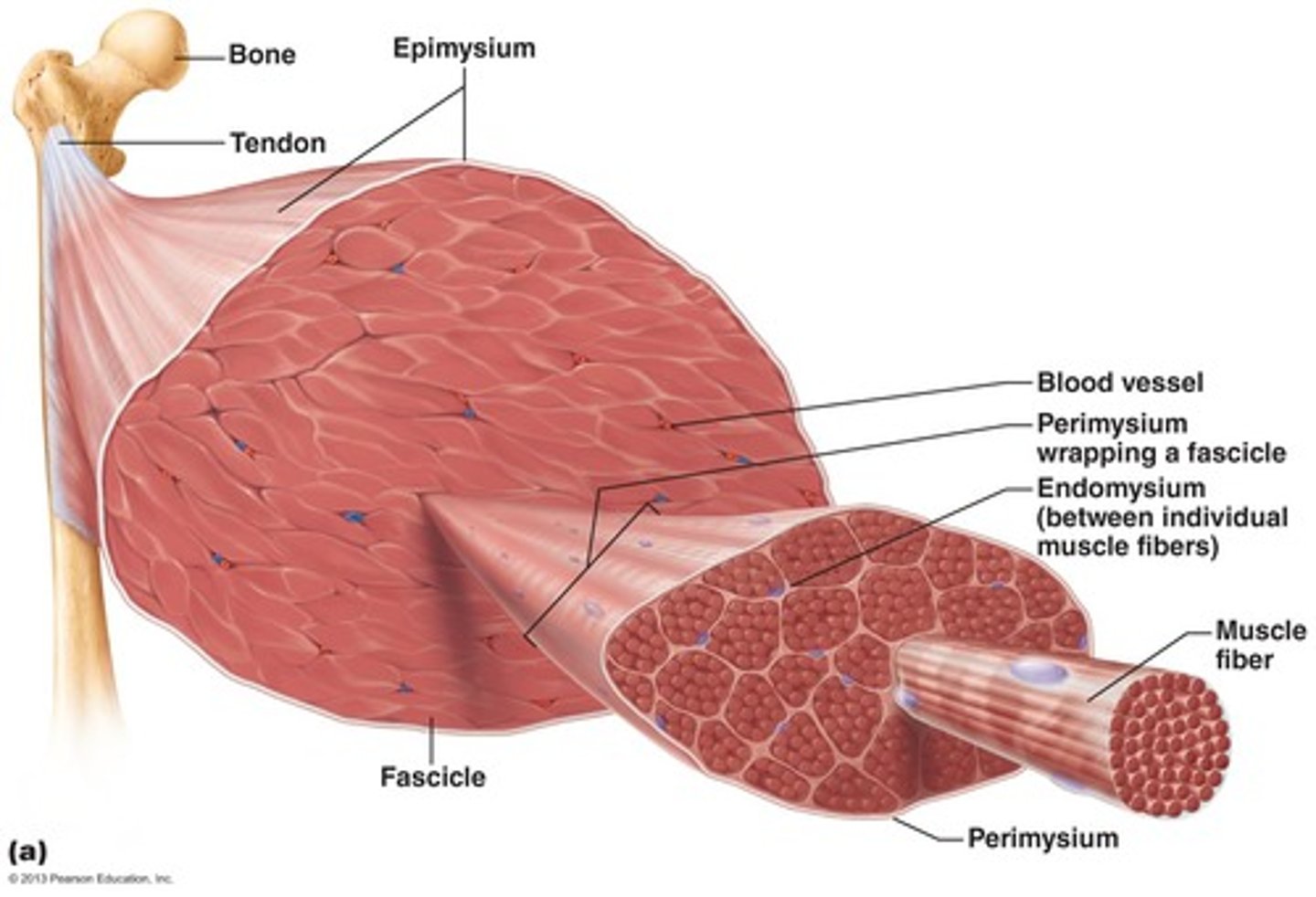 <p>These fibrous connective tissues bind muscle fibers together and hold them in parallel alignment so they can work together to produce force. These sheaths are continuous with each other: The endomysium merges with the perimysium, which in turn is continuous with the epimysium.</p>