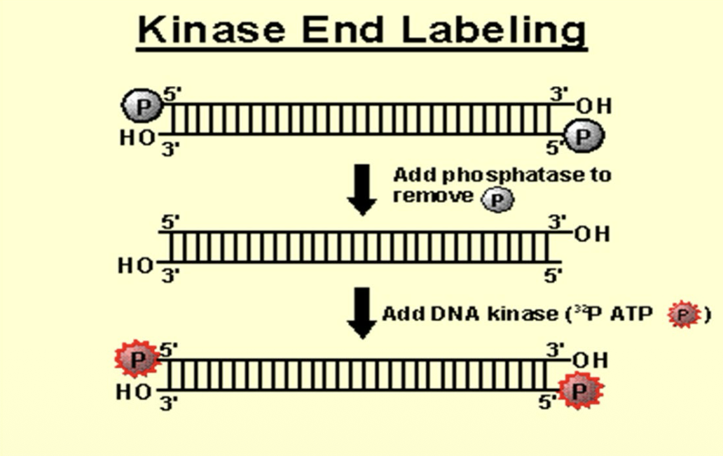 <ul><li><p>Labeling of 5´ ends of small, linear fragment (PCR amplicon)</p></li><li><p class="p1">Only one marked residue per probe molecule is formed, so activity of the label is lower than in other methods (less intense signal)</p></li><li><p class="p1">Uses phosphatase and kinase enzymes</p></li><li><p class="p1">Phosphodiester bonds are formed</p></li><li><p class="p1">DNA is not denatured</p></li></ul><p></p>