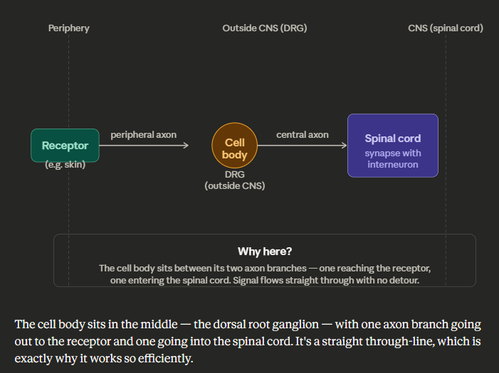 <p></p><p class="font-claude-response-body break-words whitespace-normal leading-[1.7]">They sit in the middle one end touching the periphery, one end reaching into the spinal cord so the signal goes straight through with no detours.</p>