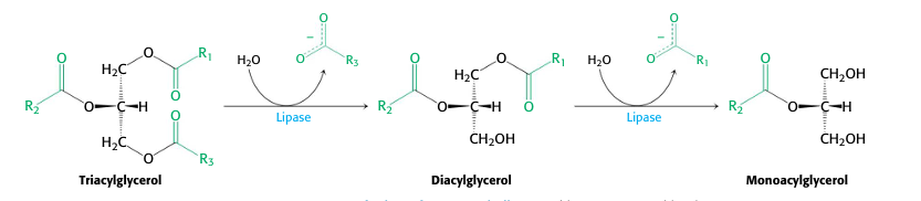 <p>Triacylglycerols catabolism into fatty acids</p>