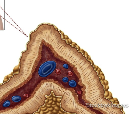 <p>Outer layer of the adrenal gland shown surrounding the inner region.</p>