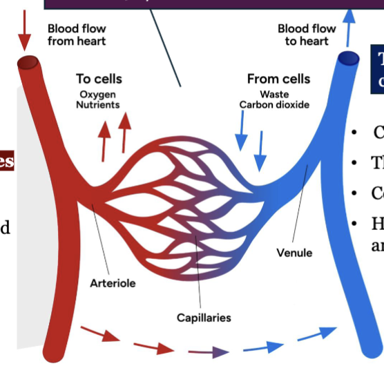 <p><strong>artery</strong>: strong elastic vessels which carry blood moving <strong>away</strong> from the heart, artery regulates blood flow to an organ</p><ul><li><p>smallest ones: arterioles - connect to capillaries, arterioles regulate blood within organs</p></li></ul><p><strong>capillary</strong>: allow <strong>exchange</strong> of materials (oxygen nutrients) between blood and tissues</p><p><strong>vein</strong>: thinner, less muscular vessels carrying blood <strong>toward</strong> the heart</p><ul><li><p>capacitance vessels (hold high volume blood)</p></li><li><p>thin-walled and flaccid</p></li><li><p>collapse when empty, expand easily</p></li><li><p>have steady blood flow (unlike pulses in arteries)</p></li><li><p>small veins merge to form larger and larger one as they approach heart</p><ul><li><p>types of veins: postcapillary venules, muscular venules, medium veins, large veins</p></li></ul></li></ul><p></p>