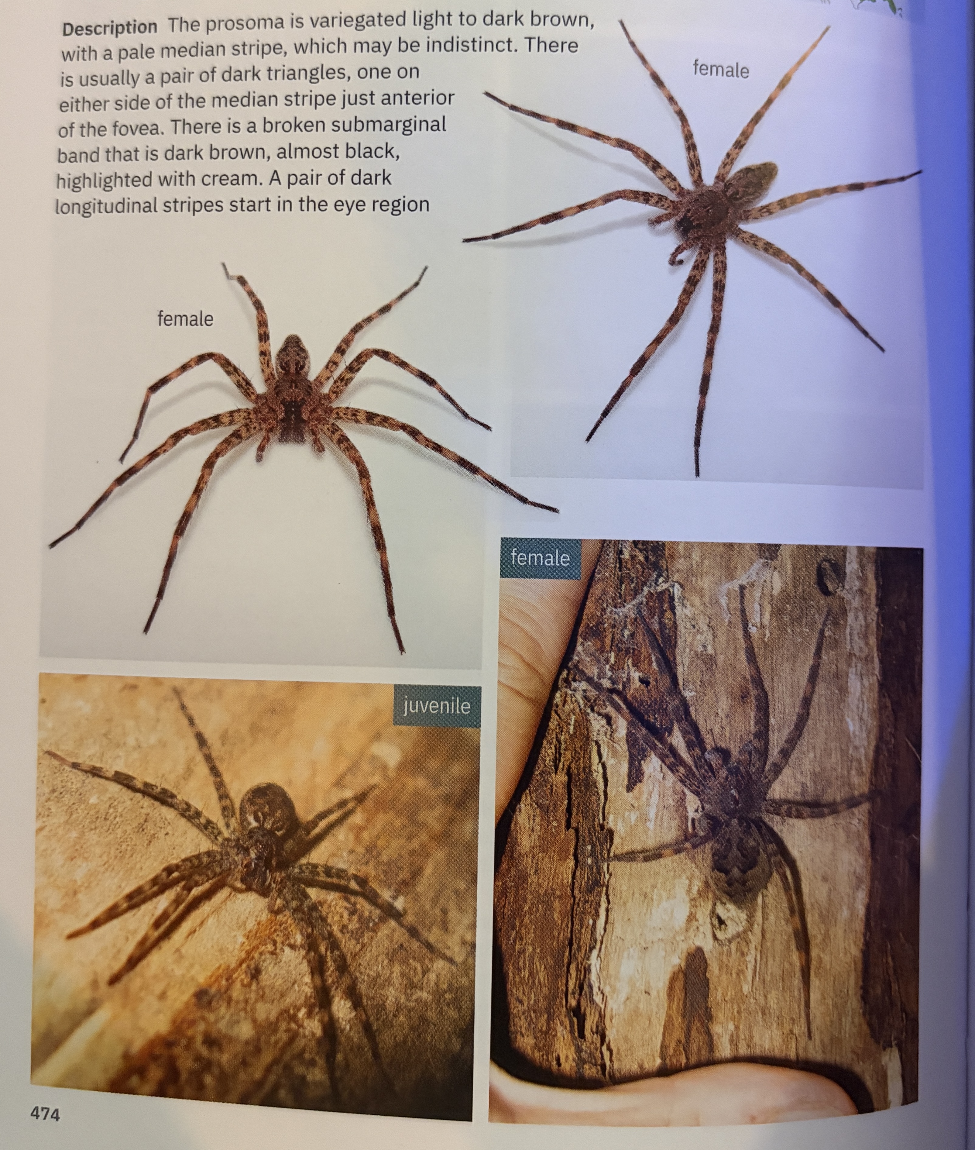 <p>Dolomedes tenebrosus - “dark fishing spider”</p><p>family: Pisauridae</p>
