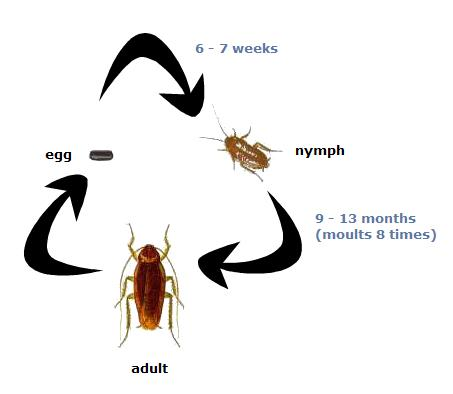 <p>incomplete metamorphosis </p>