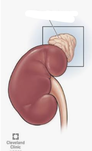 <p>Name this gland</p>