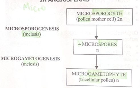 <p>1. Microsporocyte (pollen mother cell) 2n</p><p>→ Microsporogenesis (meiosis) →</p><p>2. 4 Microspores n</p><p>→ Microgametogenesis (meiosis) →</p><p>3. Microgametophyte (tricellular pollen) n</p><p></p>