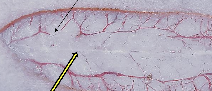 <p>what is the yellow arrow pointing to?</p>