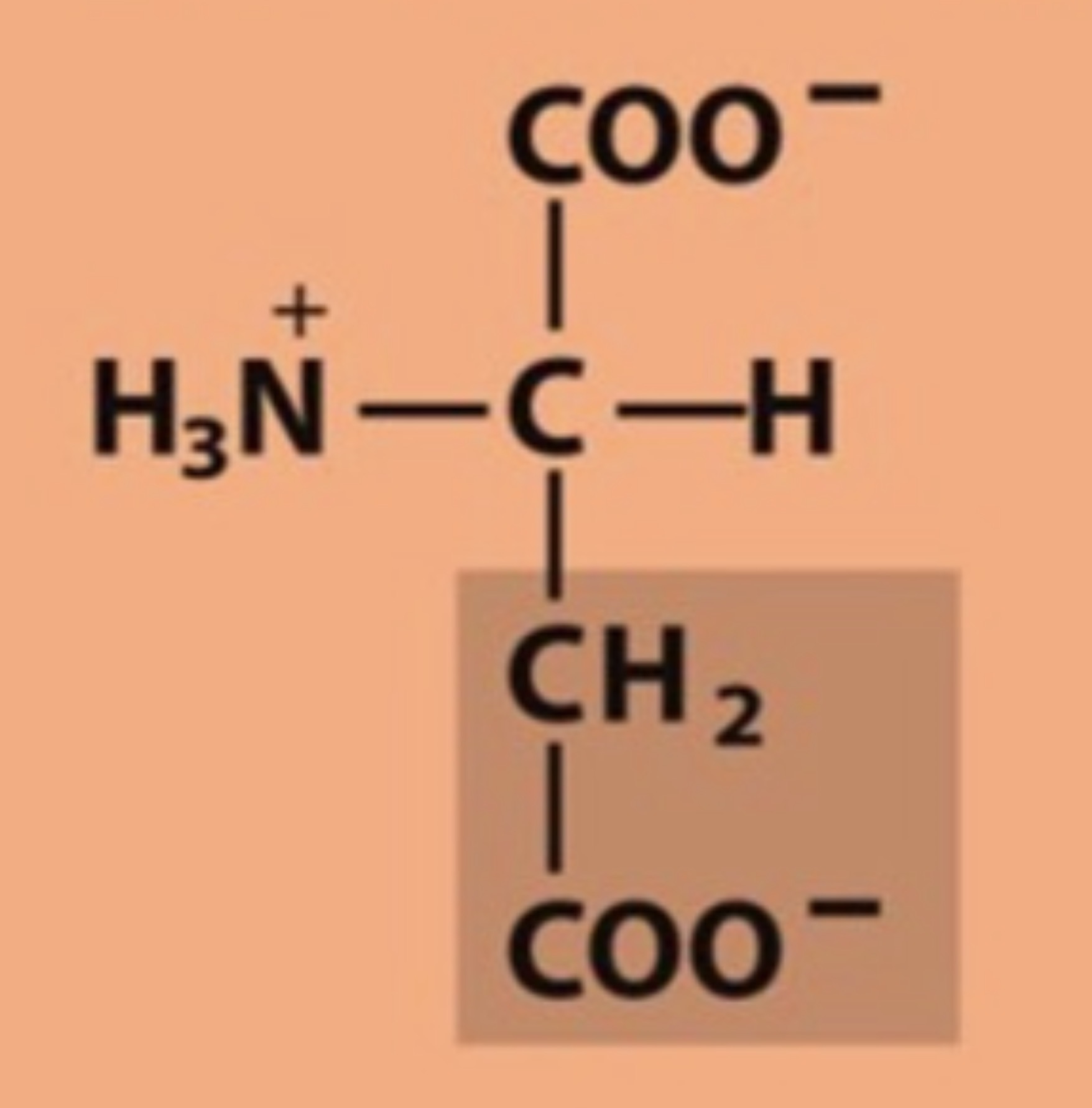 <p>Name the amino acid in figure</p>