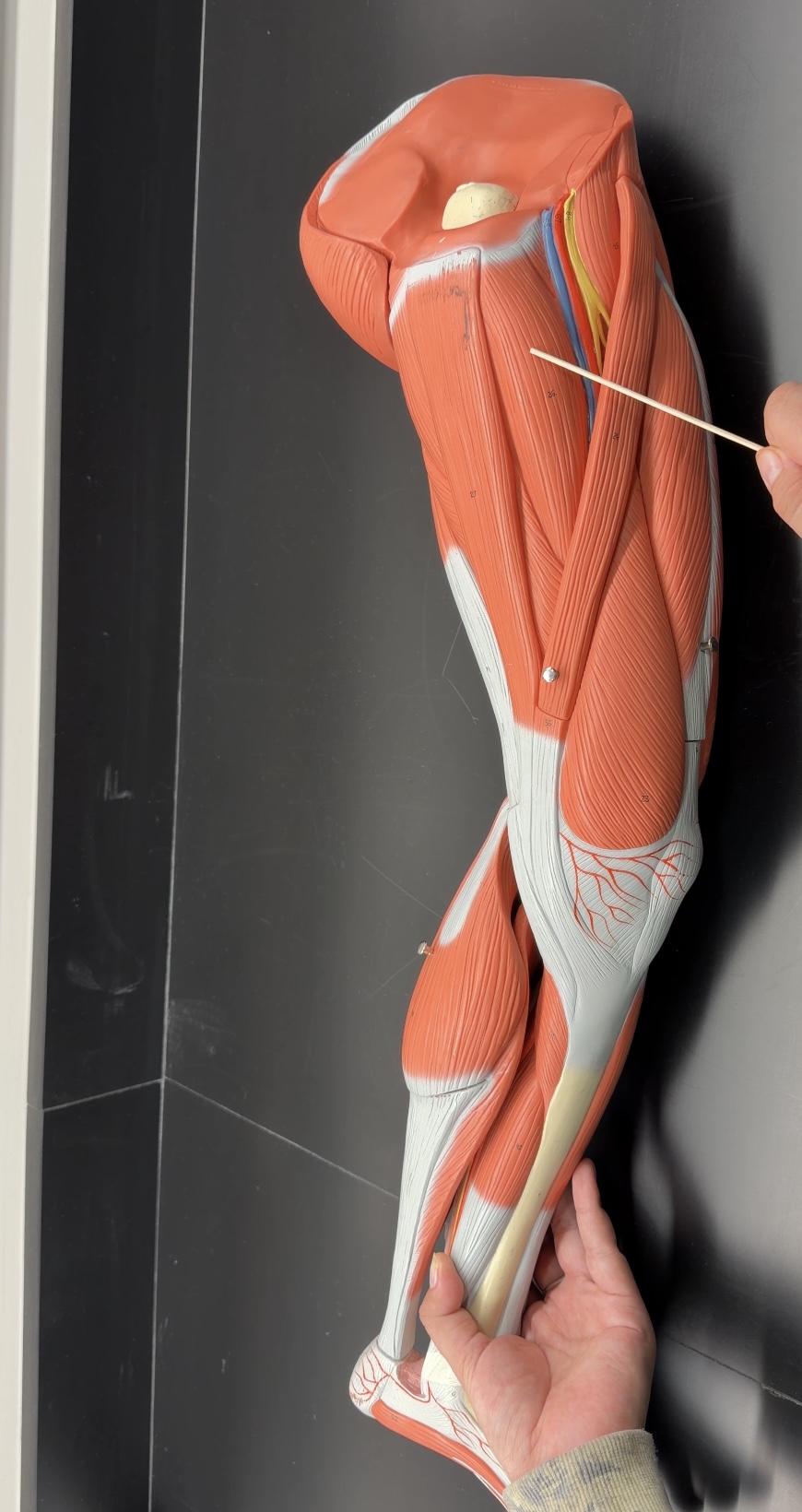 <p>name the muscle and its function </p>