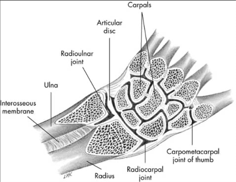 <p>Condyloid (biaxial) Joint </p><ul><li><p>Flexion / Extension </p></li><li><p>Abduction / Adduction </p></li></ul><p>Motion occurs primarily between distal radius and proximal carpal row (scaphoid, lunate, and triquetrum) </p>
