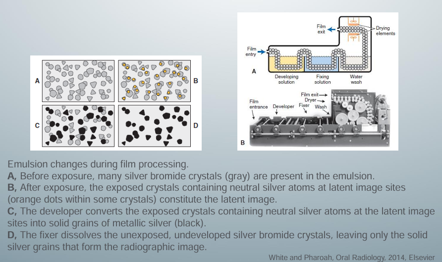 <p>-developer reduces all silver ions in the exposed crystals of silver halide to metallic silver grains</p><p>-to produce a diagnostic image, this reduction process must be restricted to crystals containing latent image sites</p><p>-individual crystals are developed completely or not at all during the recommended developing times</p><p>-variations in density on the processed radiographs are the result of different ratios of developed (exposed) and undeveloped (unexposed) crystals</p><p>-areas with many exposed crystals are darker because of their higher concentration of black metallic silver grains after development</p><p>-fixing solution removes undeveloped silver halide crystals from the emulsion</p><p>-replenish the developer and fixer: daily, maintain adequate freshness, adequate concentrations of chemicals</p>