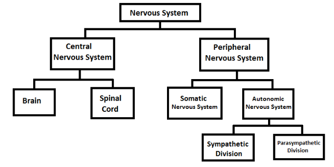 <p>- Central Nervous System (CNS)</p><p>- Peripheral Nervous System (PNS)</p>