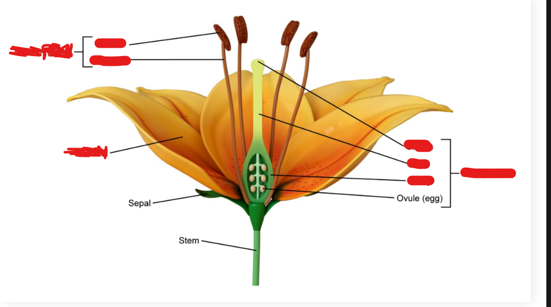<p>Flower Structures (8)</p>
