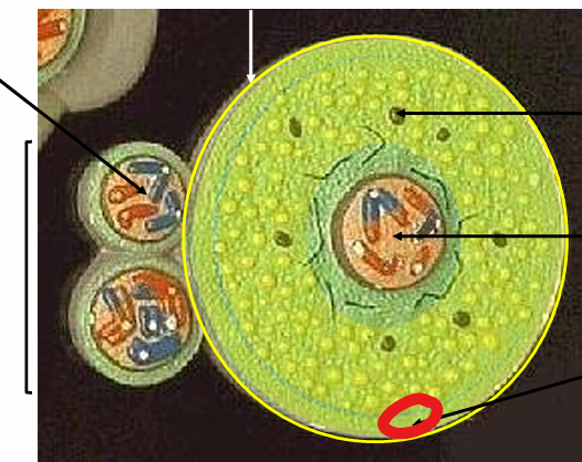 <p>name the layer </p>