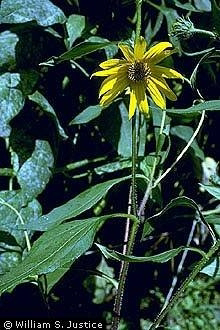 <p>Identify the weed</p>