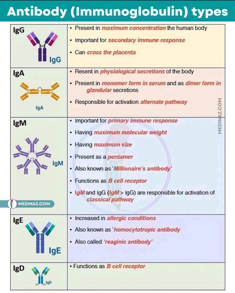 <p>The 1st antibody produced in response to an infection (primary response). Has 10 binding sites, excellent at neutralization and agglutination, fixes complement</p>