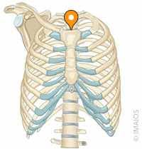 <p>where in the sternum is this pointing to </p>