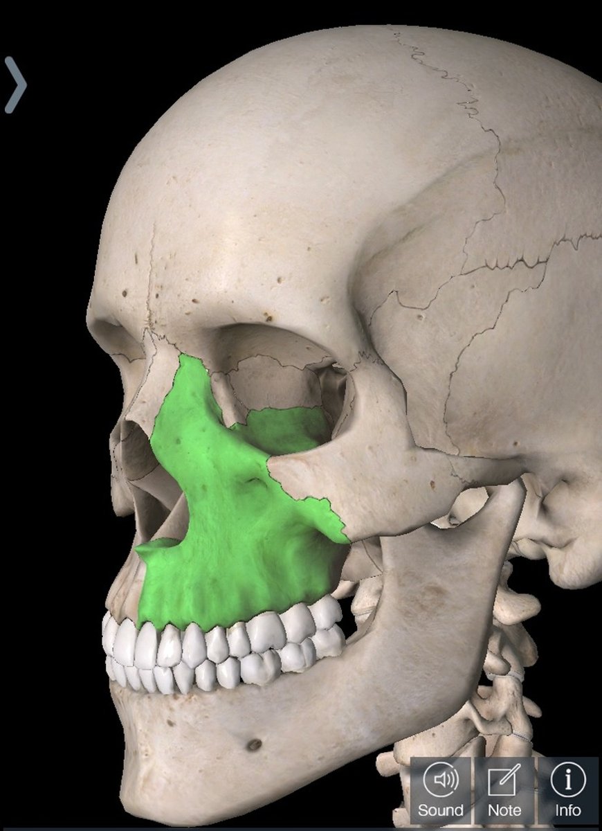 <p>Name the bone</p>
