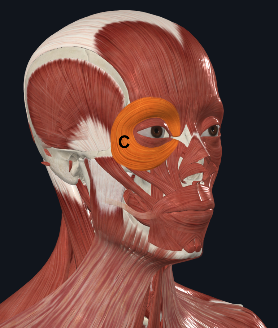 <p>C</p>
