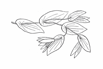 <p>A leaf attachment where the stem appears to pass through the leaf blade.</p>